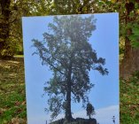 drzewo w transporcie